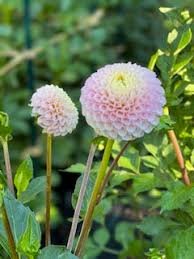 IrishD Porter Dahlia2.jfif