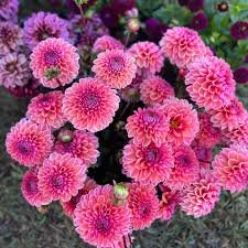 Daisy Duke Dahlia Cutting