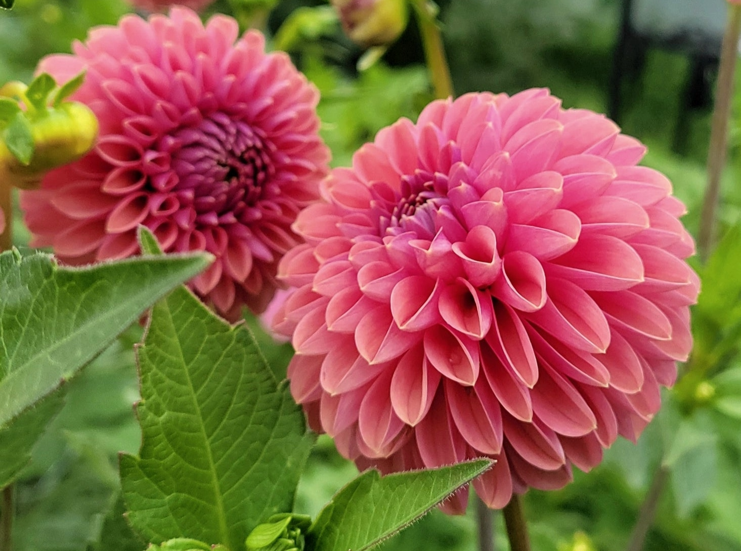 Narrows Erica Dahlia Cutting