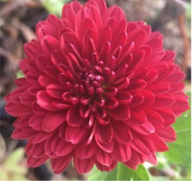 Lollipop Red Chrysanthemum