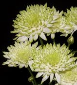 Zembla Lime Chrysanthemum
