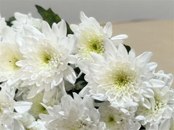 Bonita Chrysanthemum