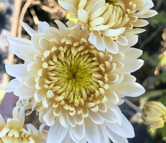 Seaton's Dejore Chrysanthemum