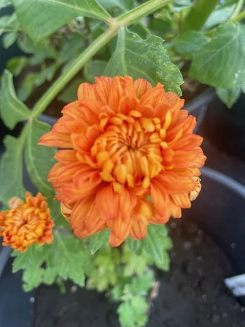 Amber Matlock Chrysanthemum