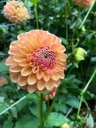 Lark's Ebbe Dahlia Cutting