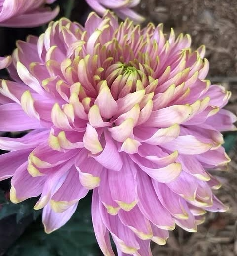 Rosanno Charlotte Chrysanthemum