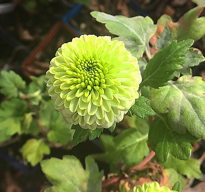 Discovery Chrysanthemum