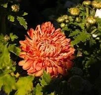Apricot Courtier Chrysanthemum