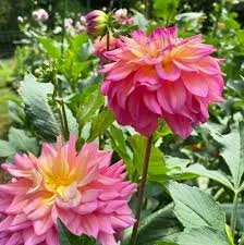 Bahama Mama Dahlia