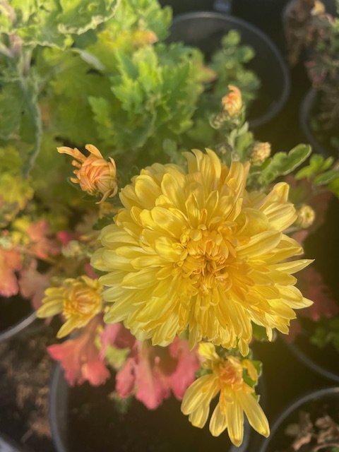 Golden Courtier Chrysanthemum