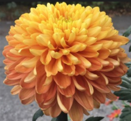 Rosanno Bronze Chrysanthemum