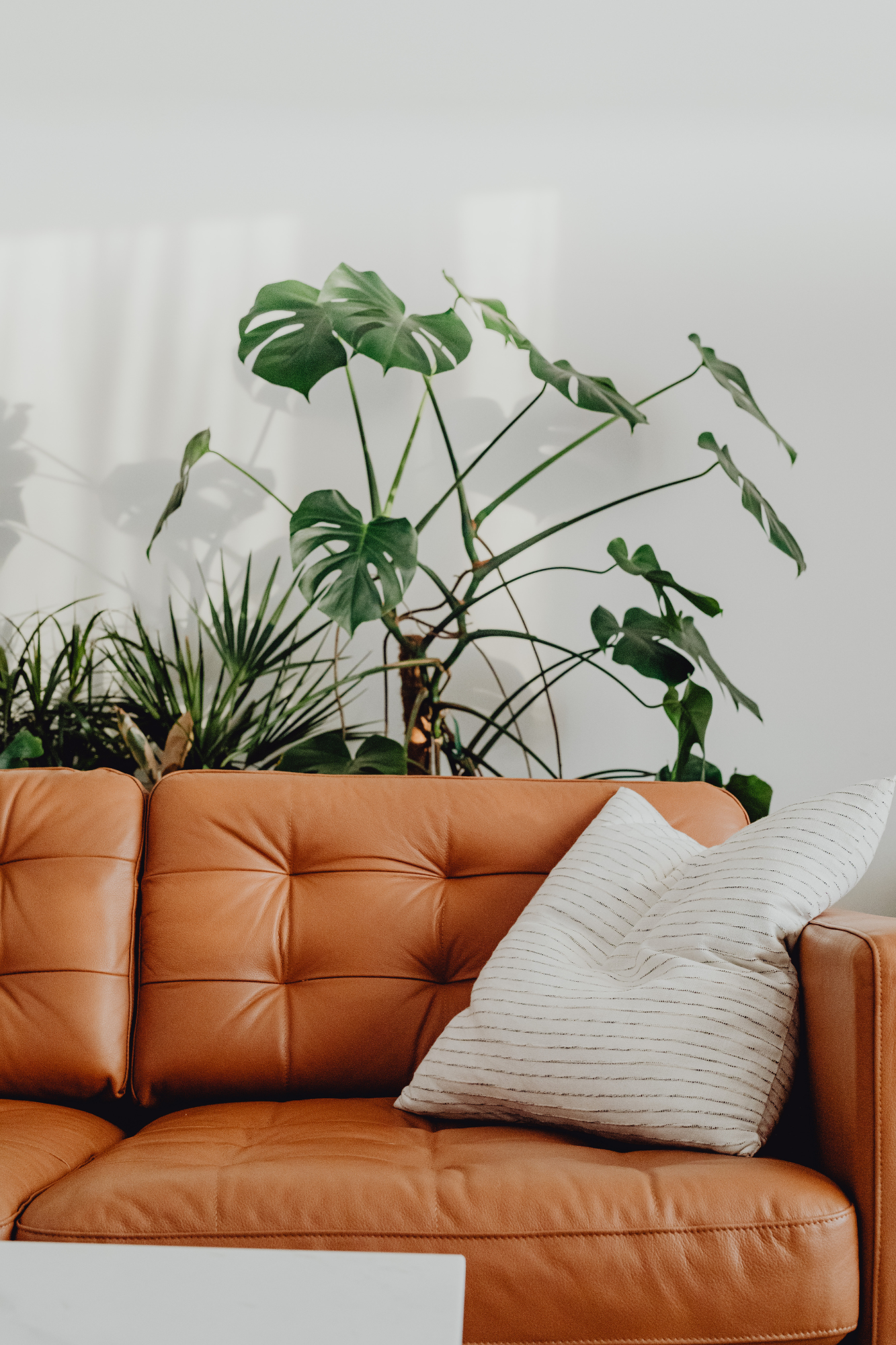 A tan leather couch with a white pillow and a small white table in front of it, against a white wall with large green leafy houseplants in the background.