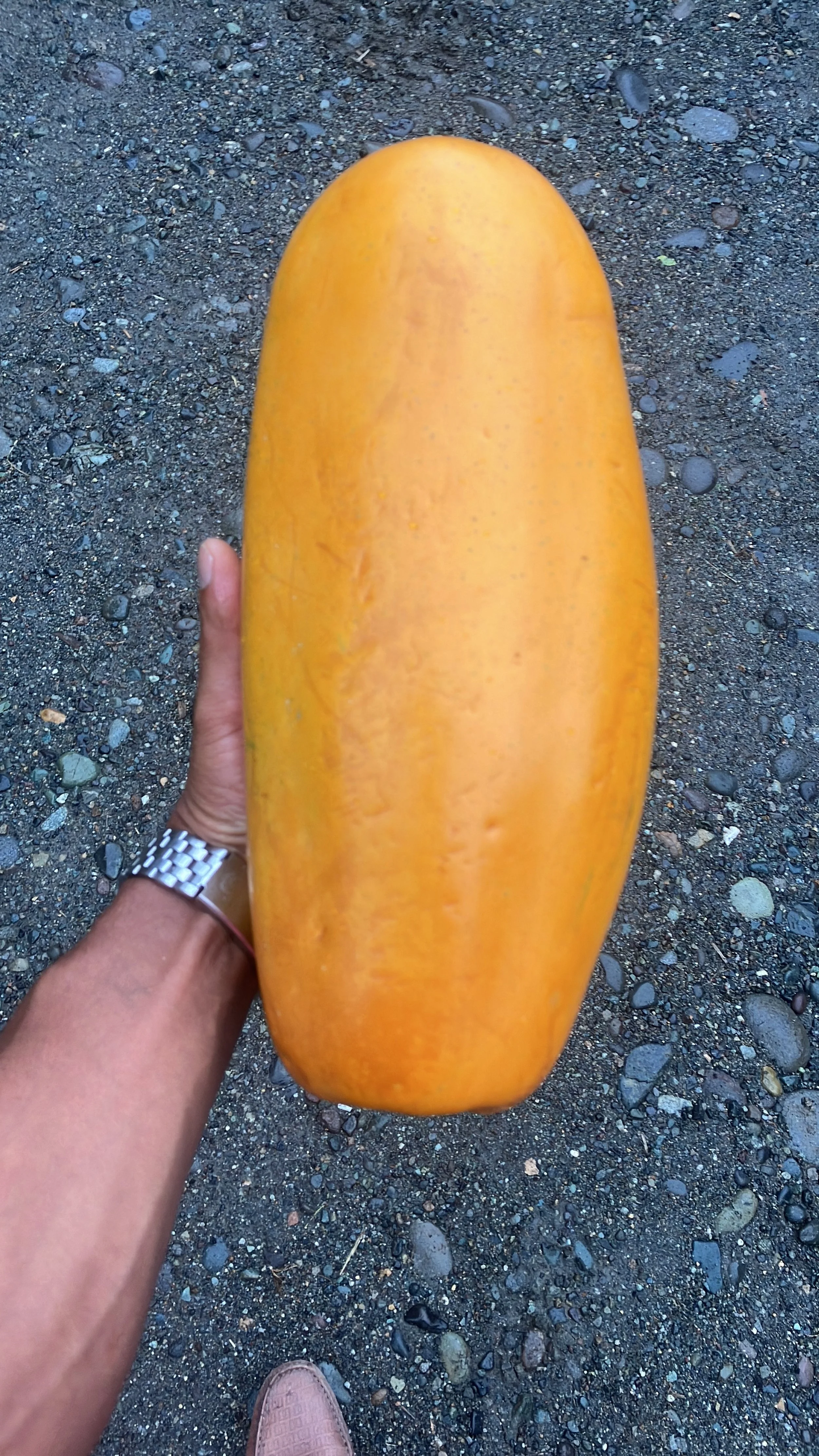 Fresh tropical papaya sourced from Ecuador for professional distribution