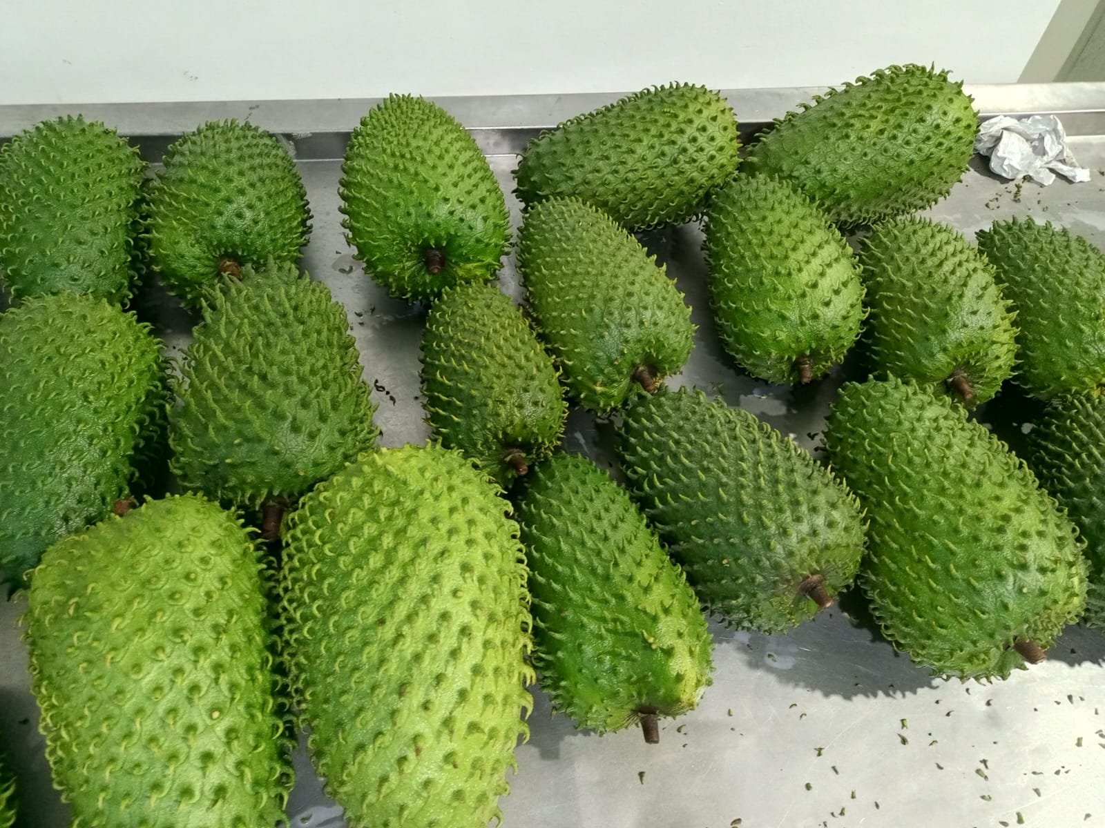 Fresh guanabana (soursop) tropical fruit from Ecuador