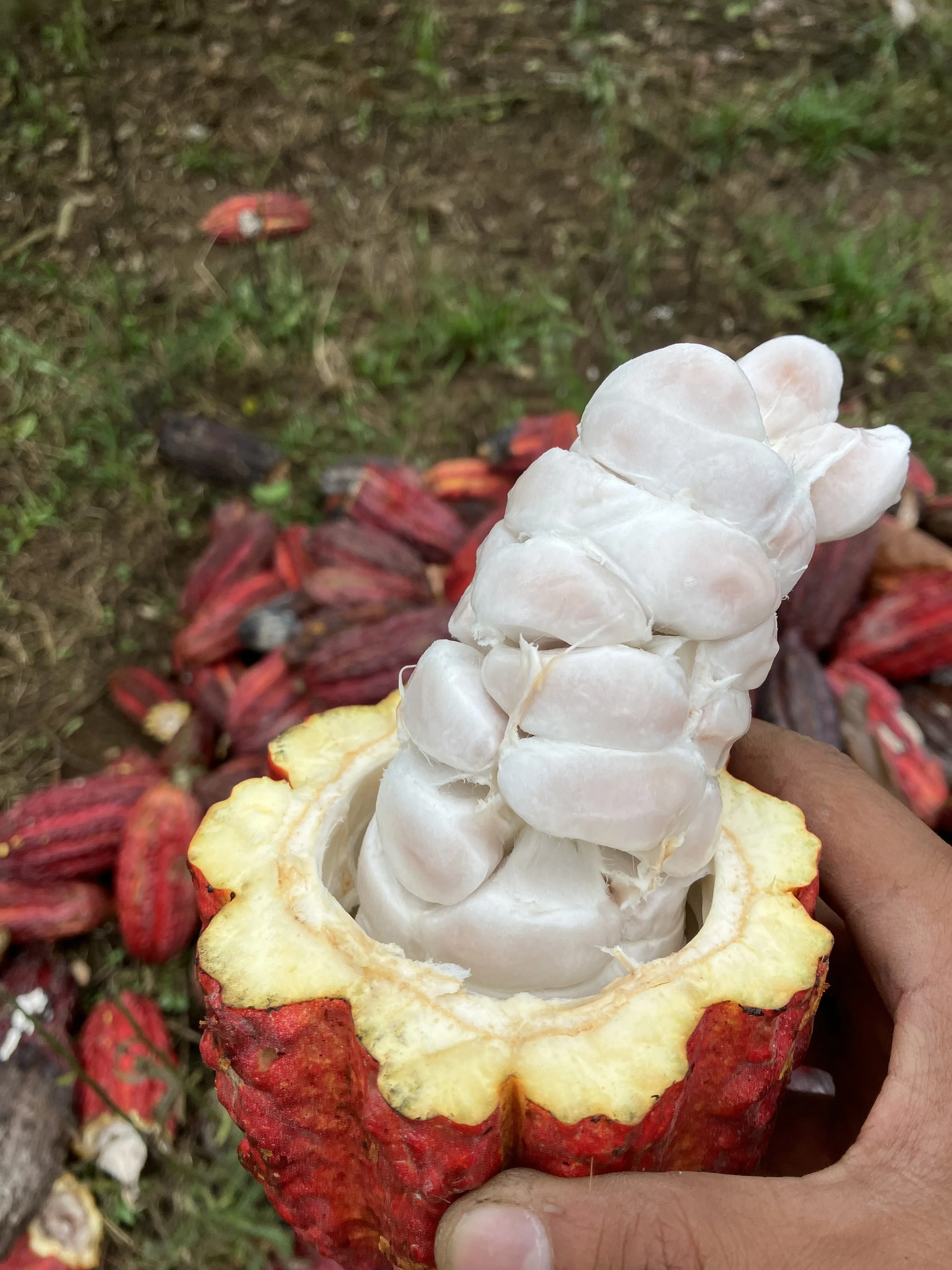 Premium cacao beans sourced from Ecuador for professional buyers