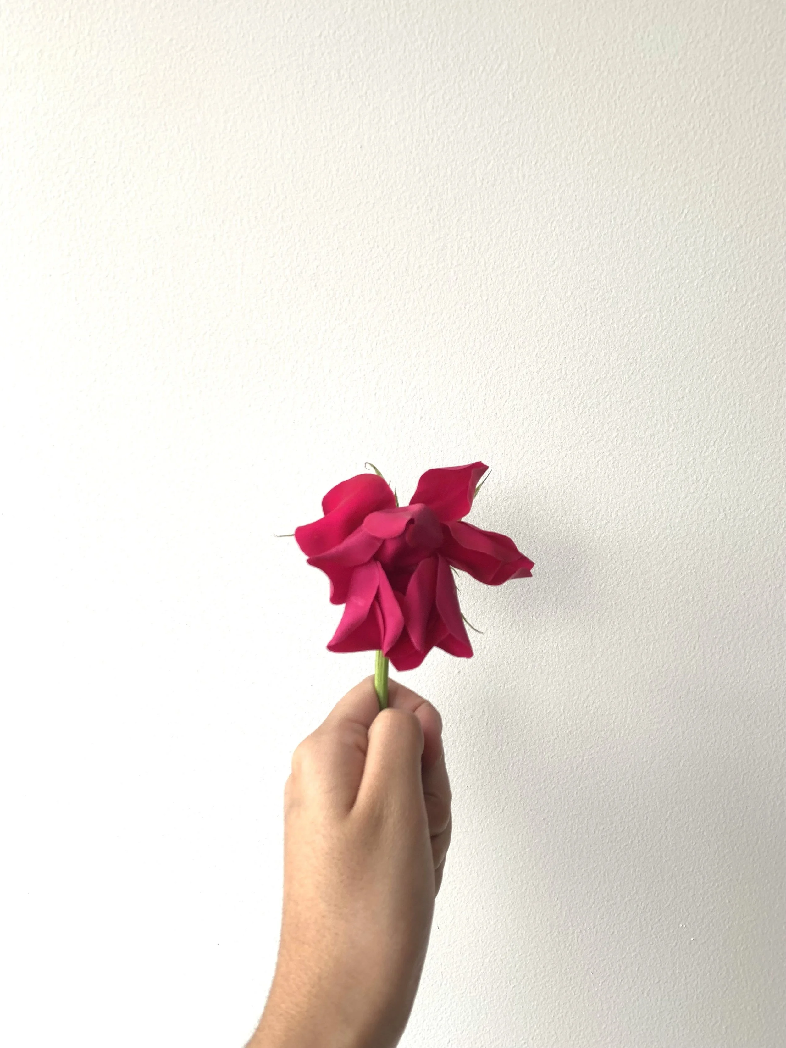 Una mano sostiene una flor rosa contra un fondo de pared blanca.