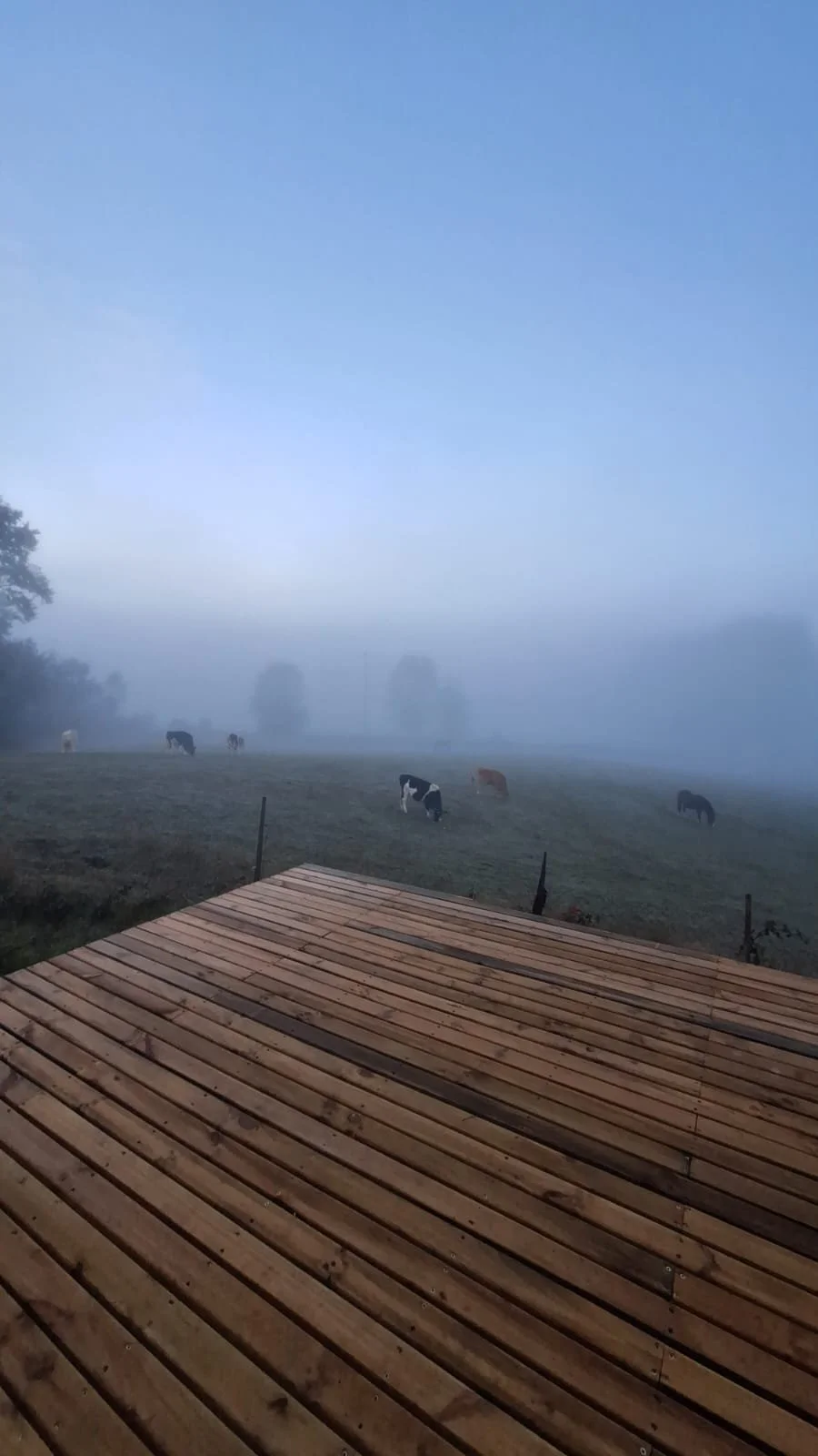 Vista de un campo con vacas pastando, rodeado de árboles y ambiente brumoso, desde una plataforma de madera.
