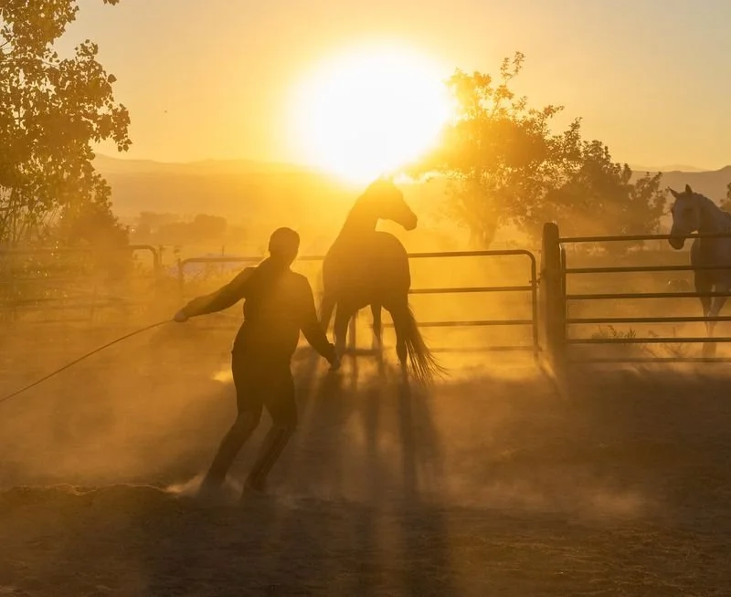 A person lassoing a horse in a dusty outdoor arena at sunset, with trees and other horses visible in the background.
