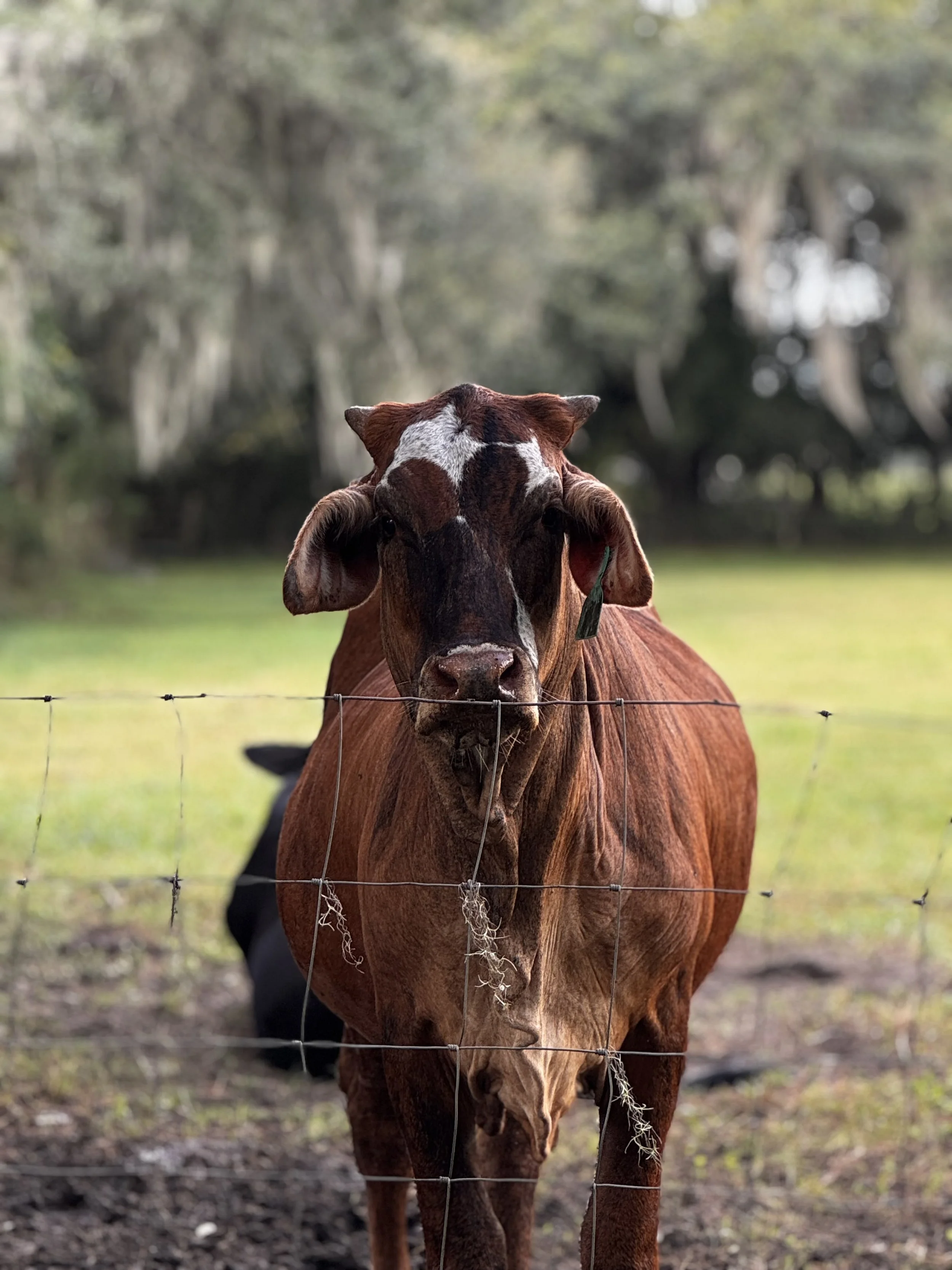 cow