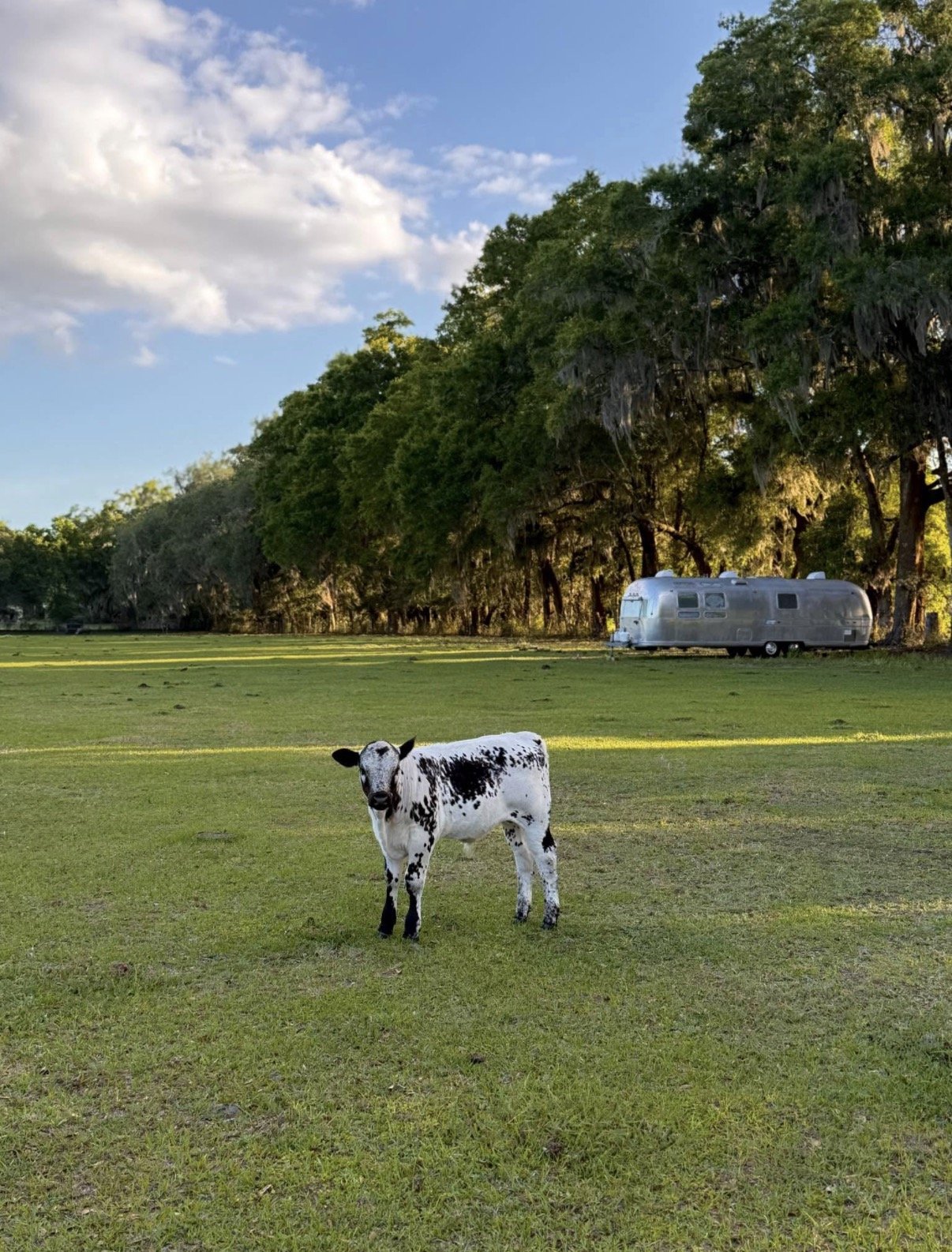baby cow 