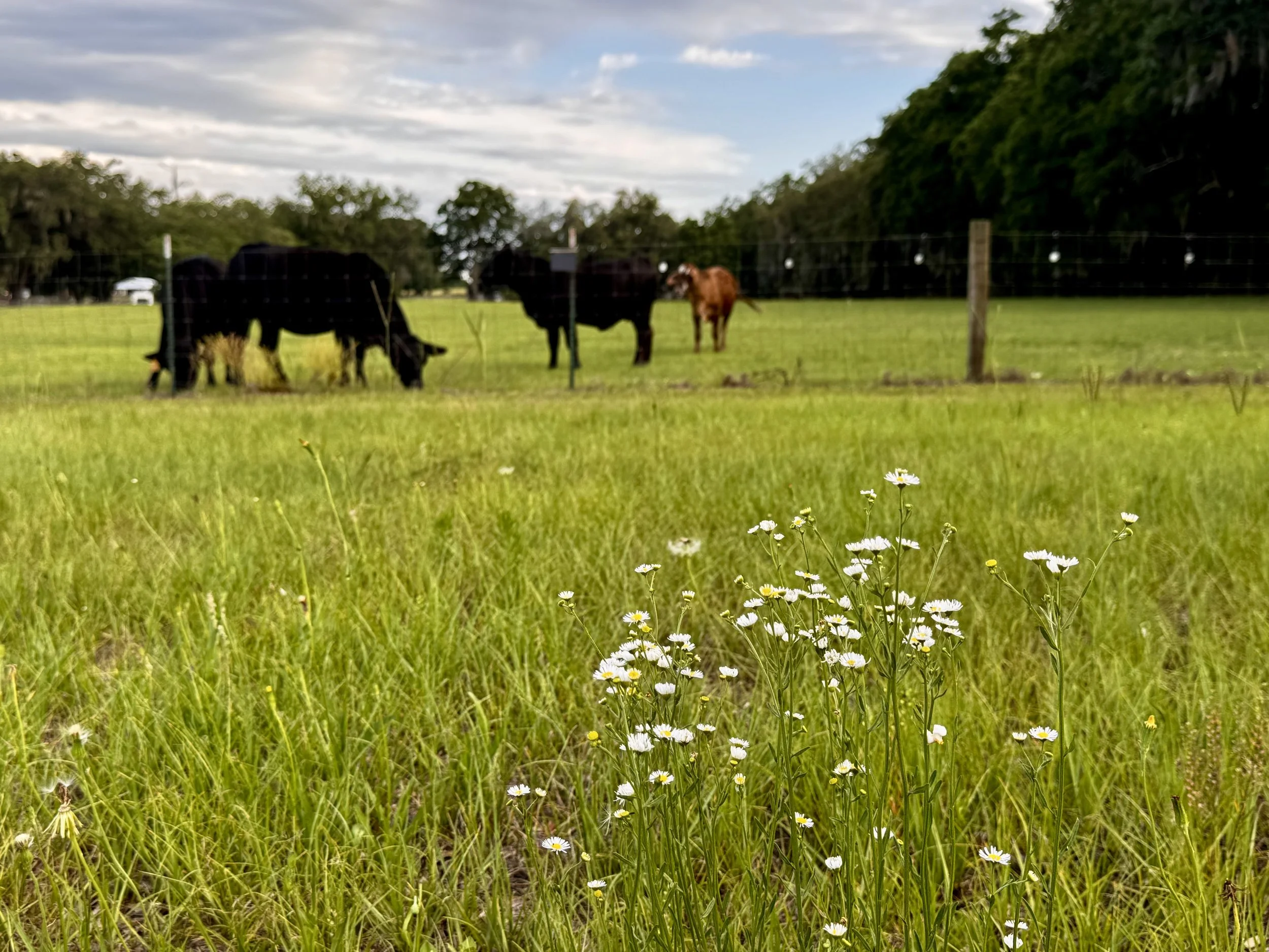 cows in the field of flowers 