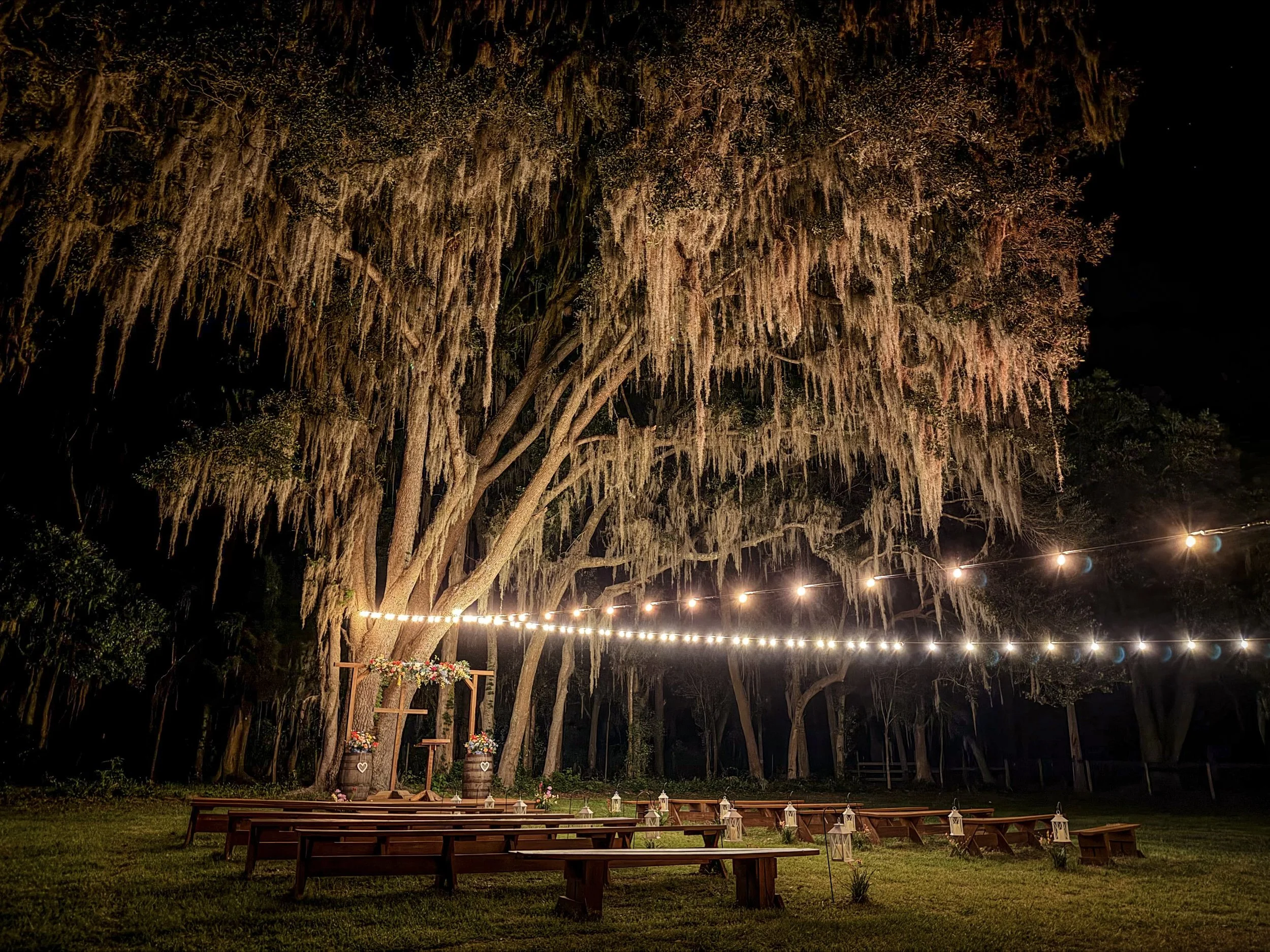 oak tree with lights 
