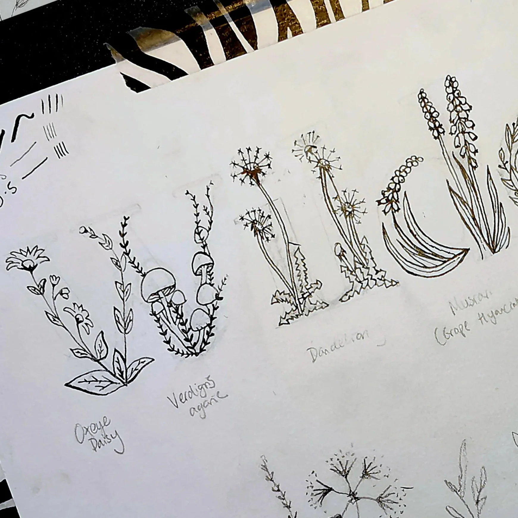 Line drawing of various herbs and plants including lavender, thyme, and rosemary, with handwritten labels identifying each plant.
