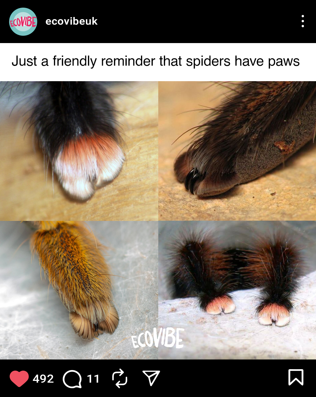 Close-up images of spider paws, showing the various shapes, textures, and colors of different spider paws.