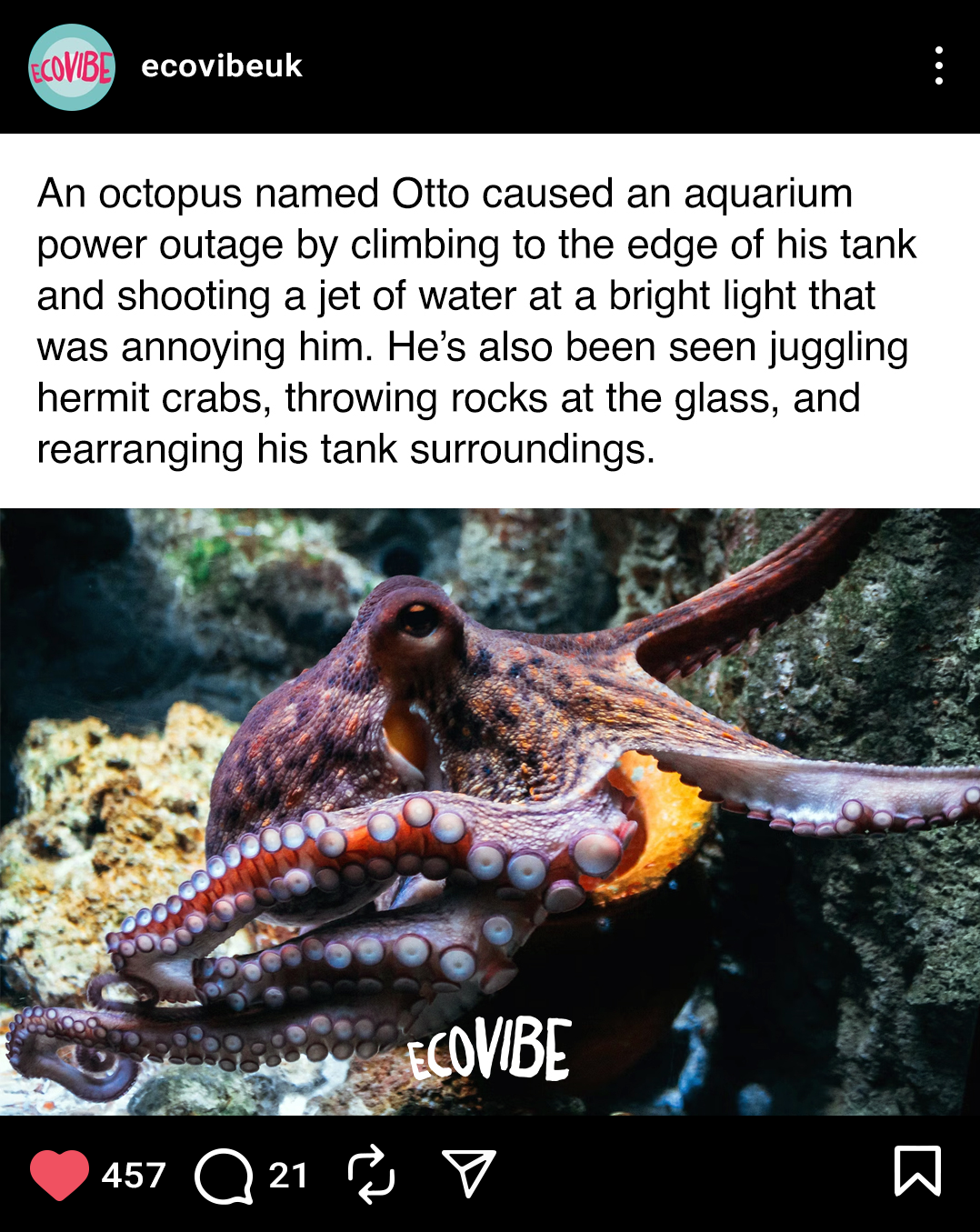 Close-up of a brown octopus with purple-tipped tentacles on a rocky ocean floor.