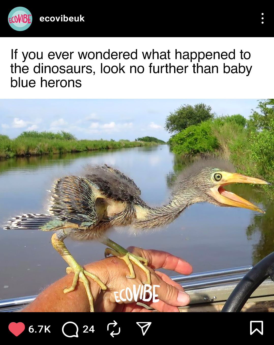 A small blue heron with a bird body and a heron head, perched on a person's hand on a boat. The background shows a river with green trees and bushes along the banks.