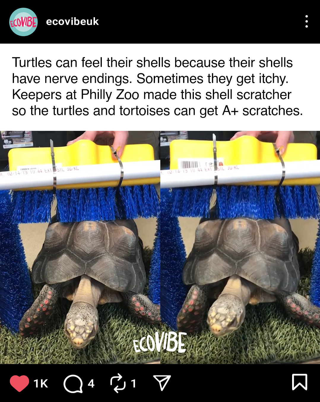 A turtle at Philly Zoo receiving a shell scratcher made for turtles and tortoises, with a yellow and blue brush above its shell.