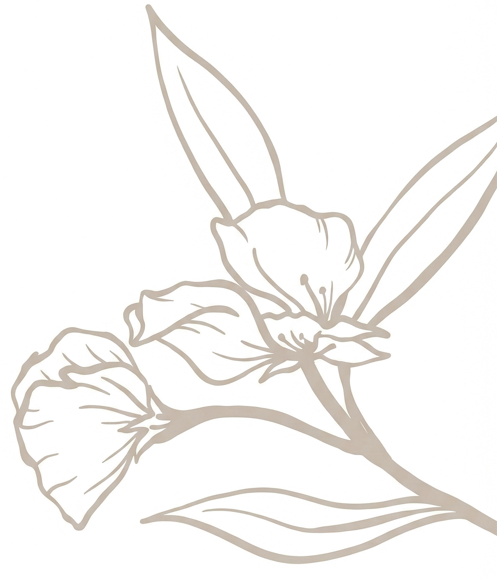 Line drawing of a hummingbird hovering near a flower with leaves.