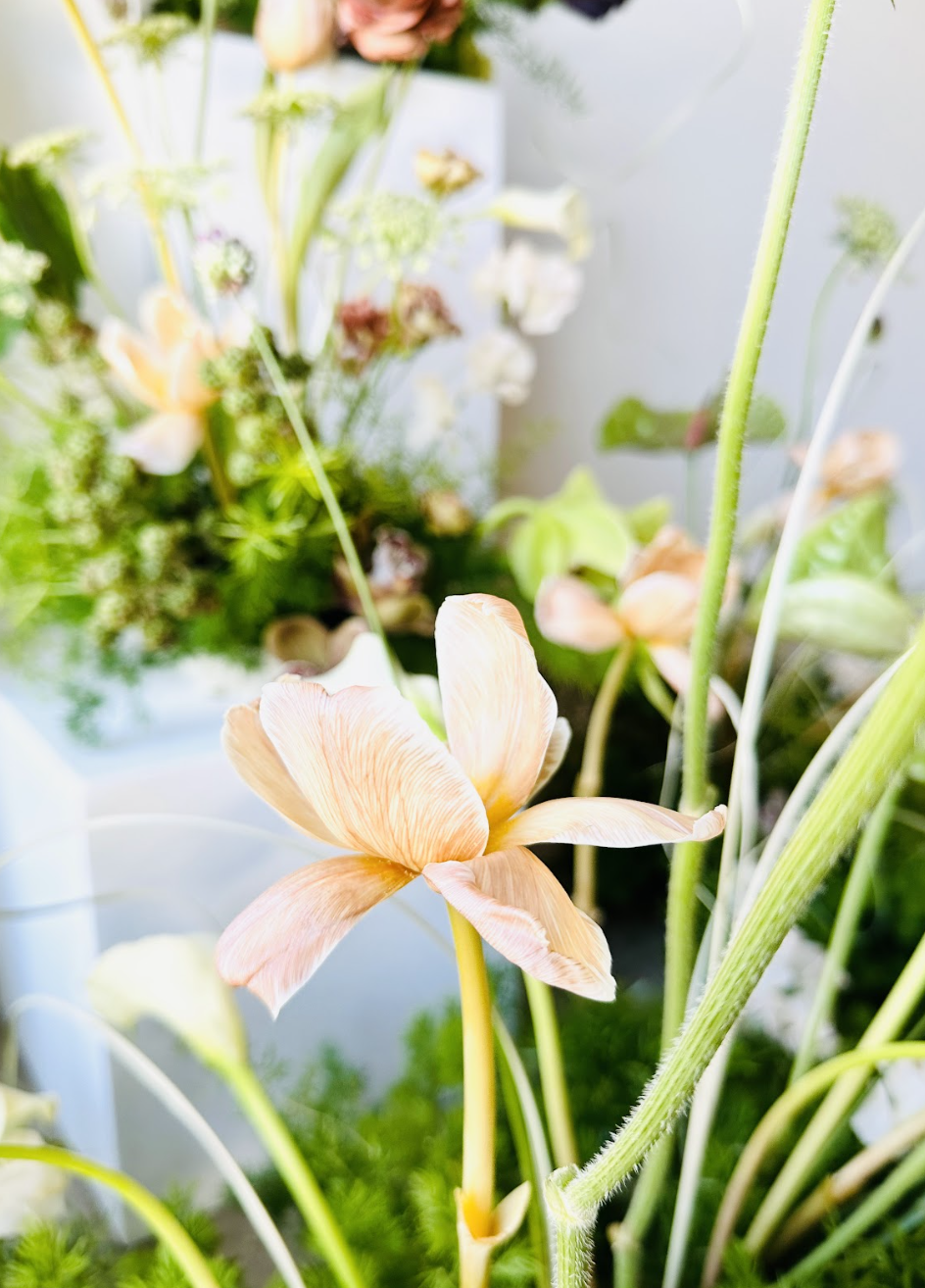 Close-up of a peach-colored flower with delicate petals and green stems, surrounded by other flowers and greenery.