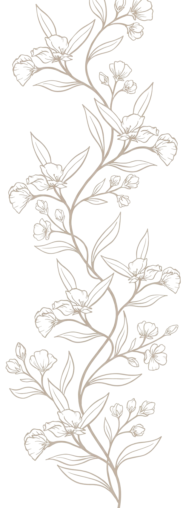 Line drawing of a flowering plant with multiple small flowers, buds, and elongated leaves on a black background.