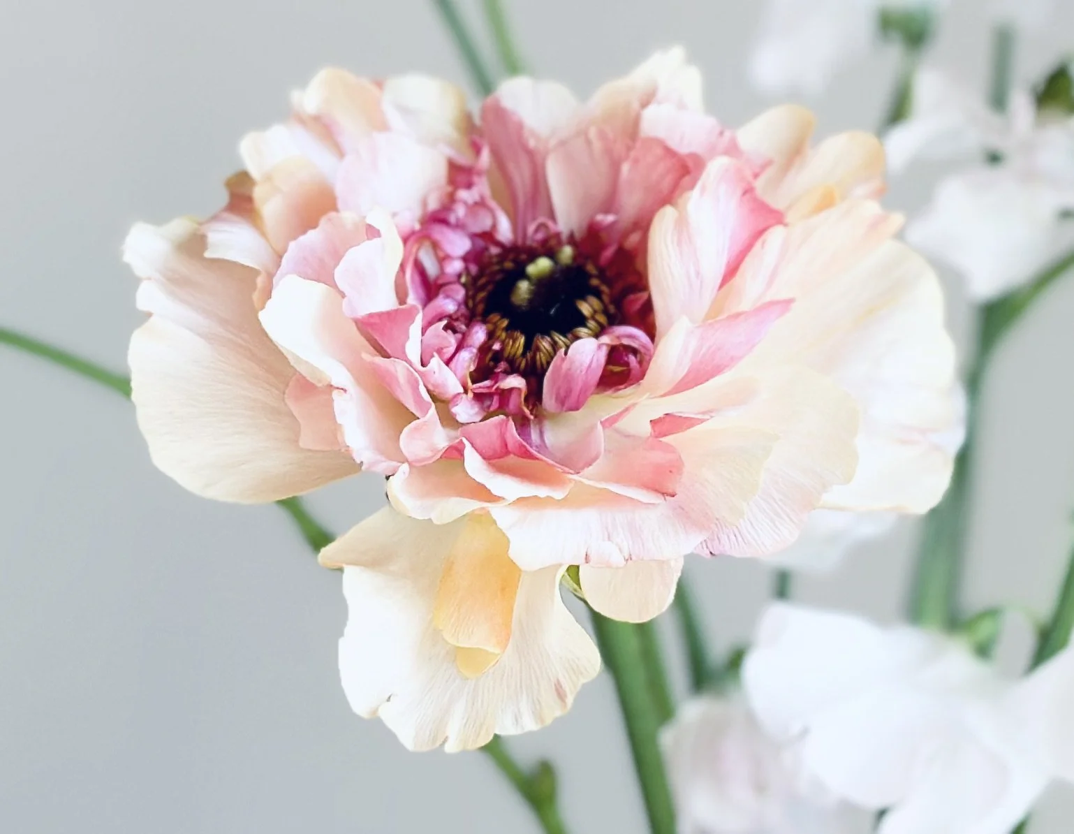 Close-up of a delicate, light pink and white flower with ruffled petals and a dark center with yellow accents, set against a soft, neutral background.
