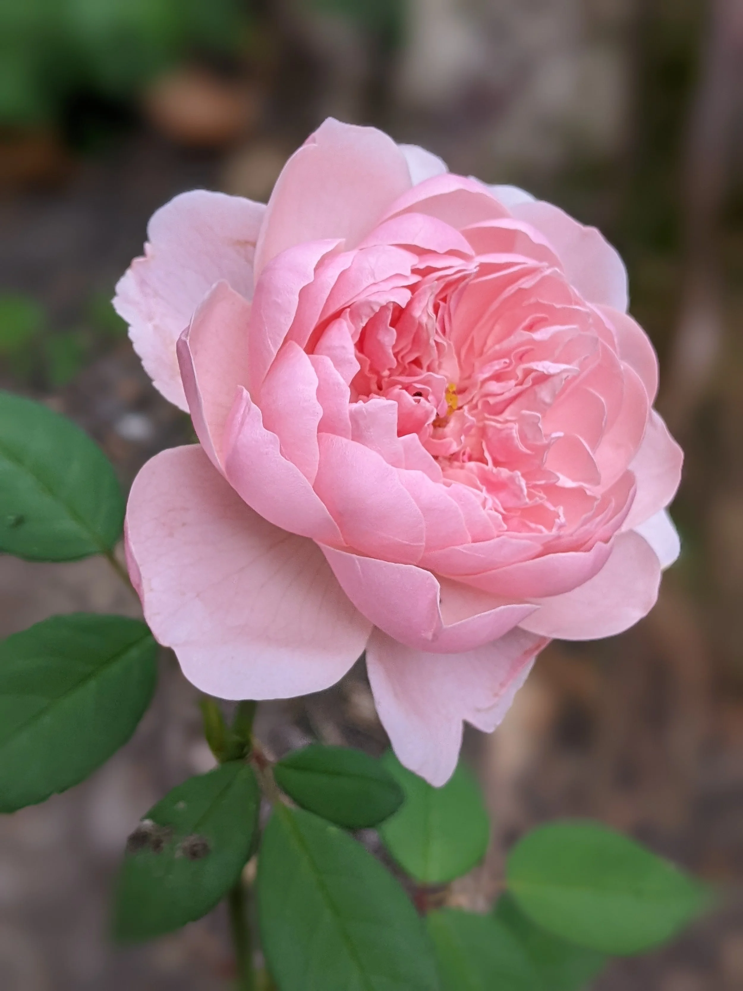 PXL_20250921_222856663.PORTRAIT (1).jpg