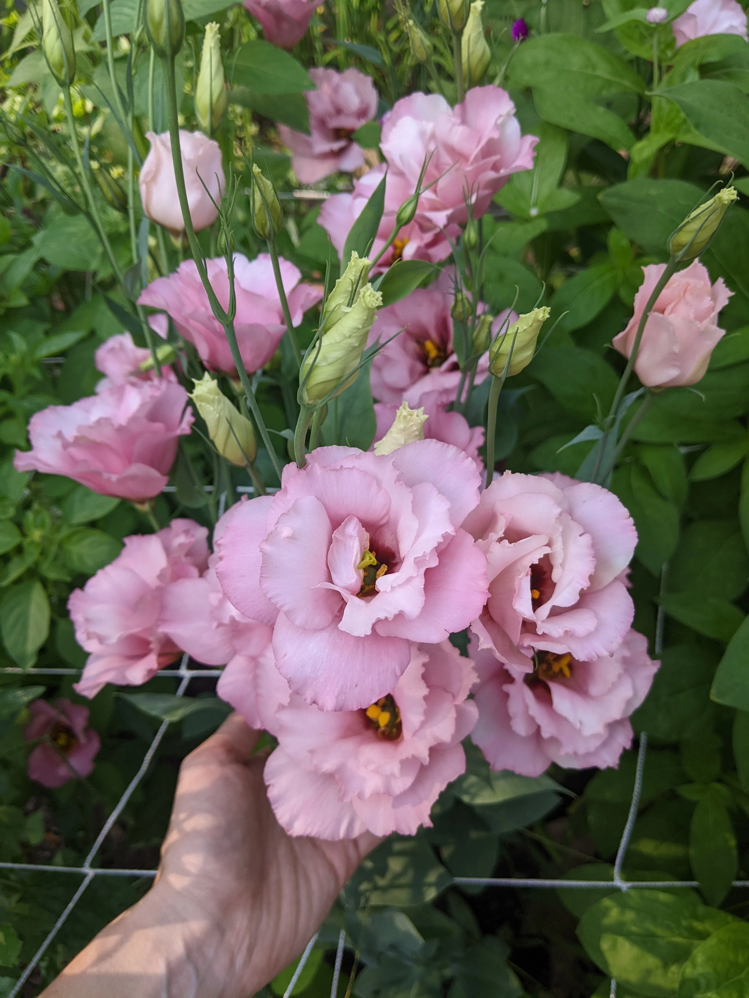 PXL_20250801_215804816 (1).jpg