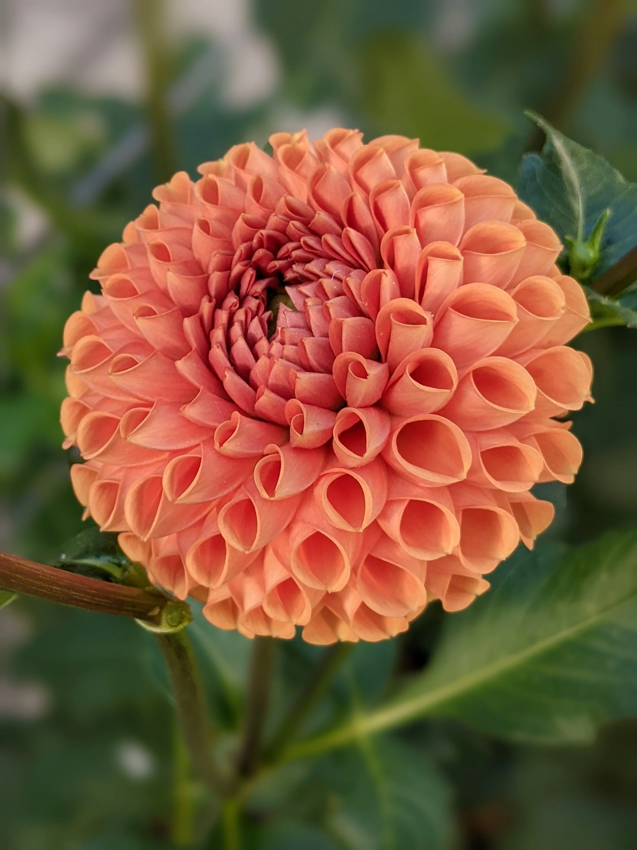 PXL_20251002_140711766.PORTRAIT (1).jpg