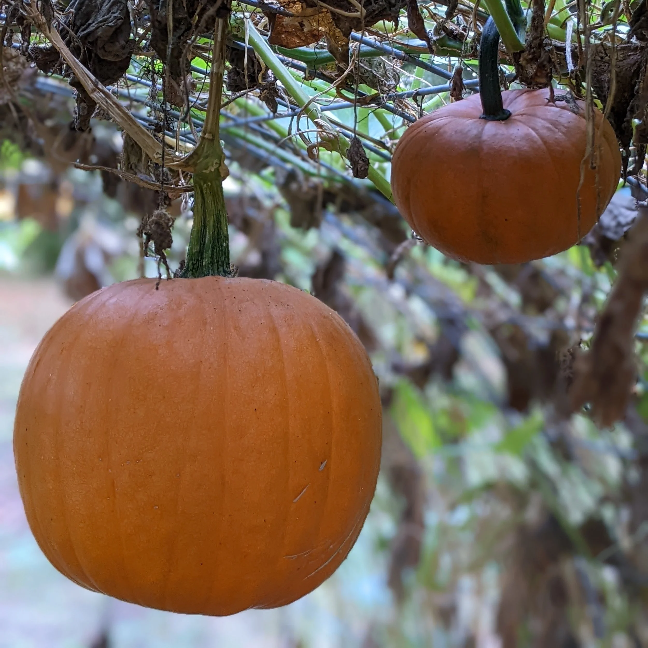 PXL_20251008_123311220.PORTRAIT (1).jpg