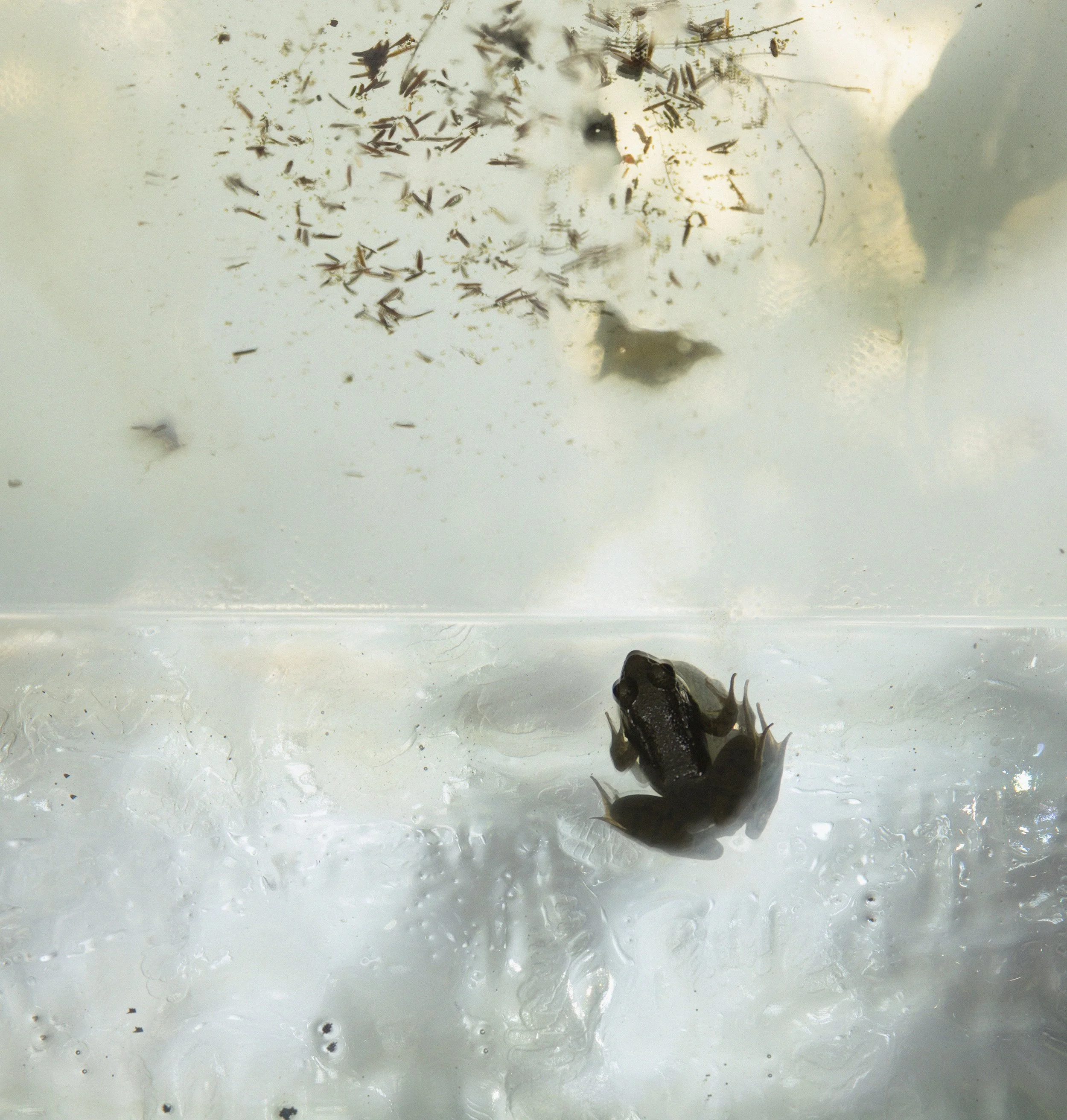 Artwork on the topic of animal consciousness. Photographic work by artist Oscar Santillan. Photograph taken in Los Angeles, California