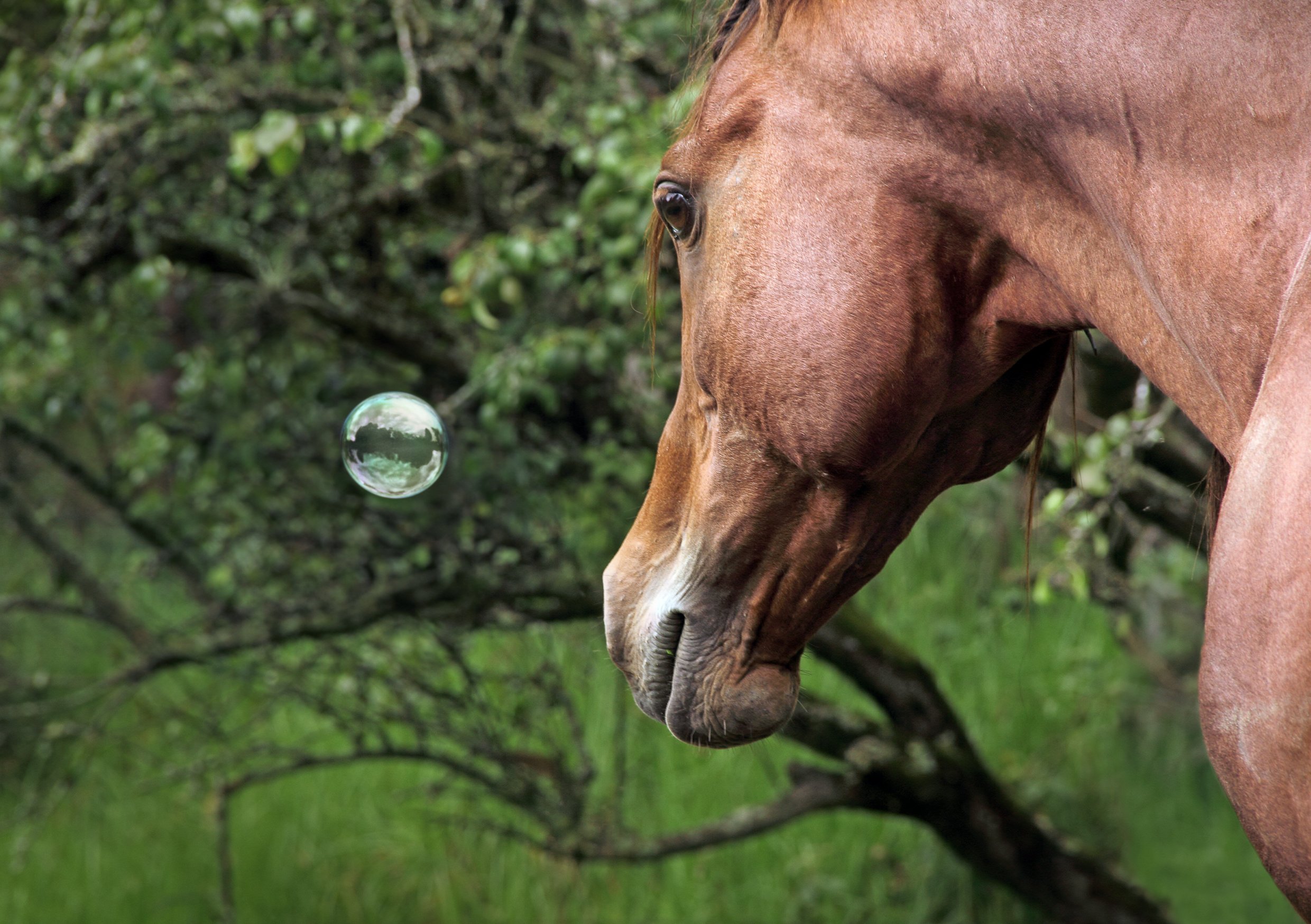 Artwork on the topic of animal consciousness. Photographic work by artist Oscar Santillan. Photograph taken in Los Angeles, California