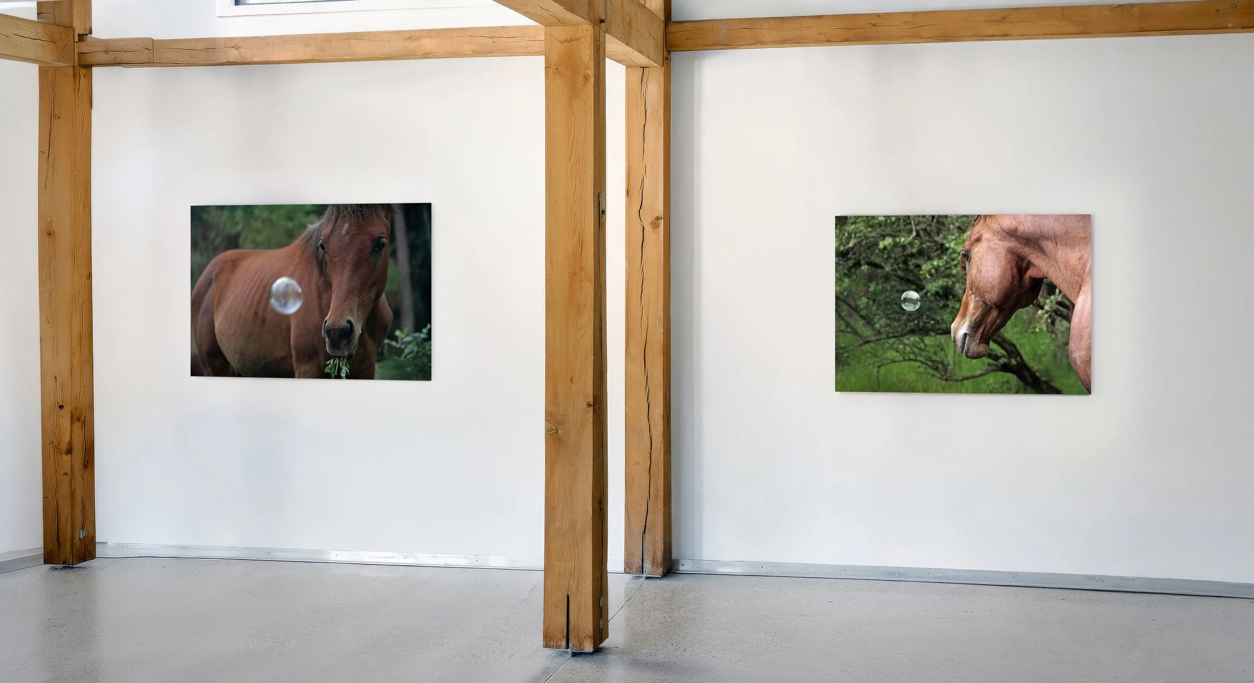 Gallery display of artworks on the topic of animal consciousness. Photographic work by artist Oscar Santillan. Photograph taken in New York, NY