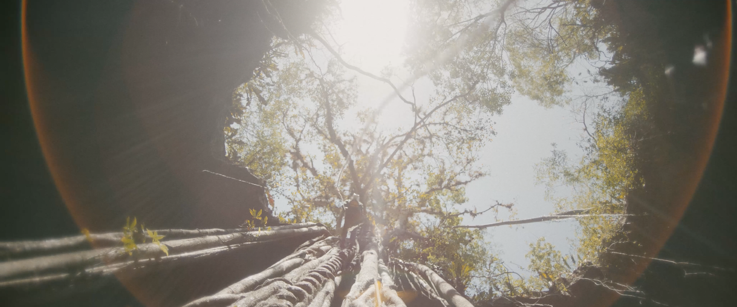 5. Cenote tree roots.png