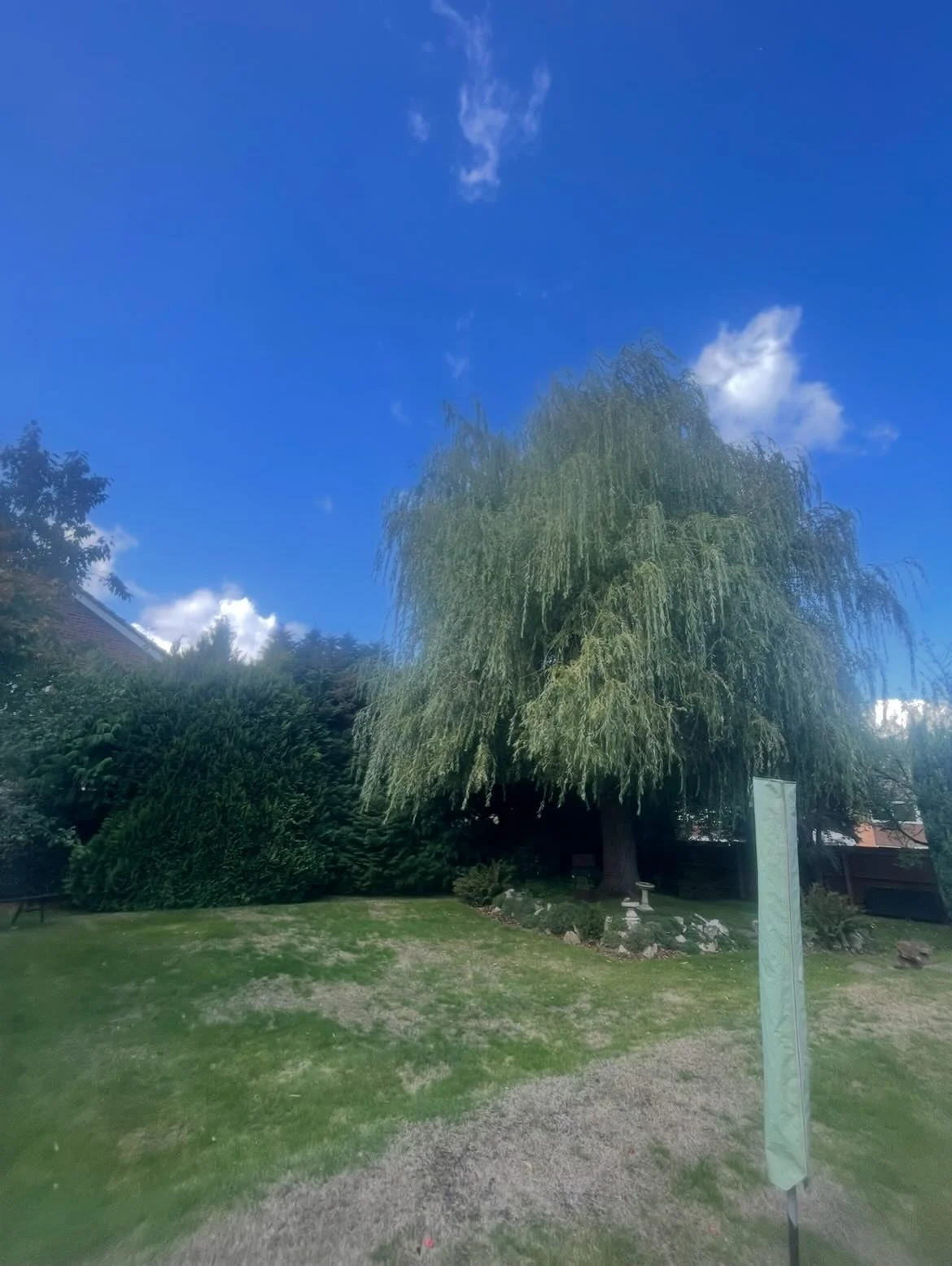 A Recent large willow re-pollard. Alongside this we also carried out a reduction on the hedge. Another very happy customer!