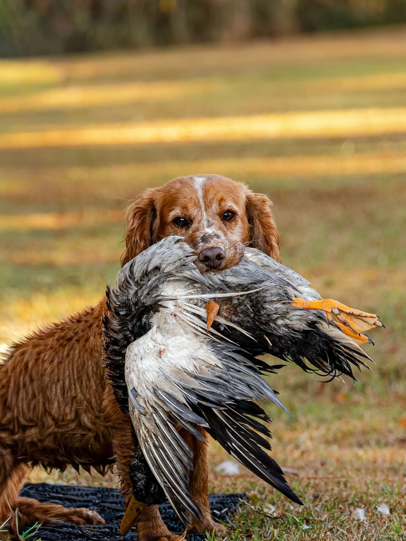 A brown dog holding a large bird in its mouth outdoors with a blurred background of grass and trees.