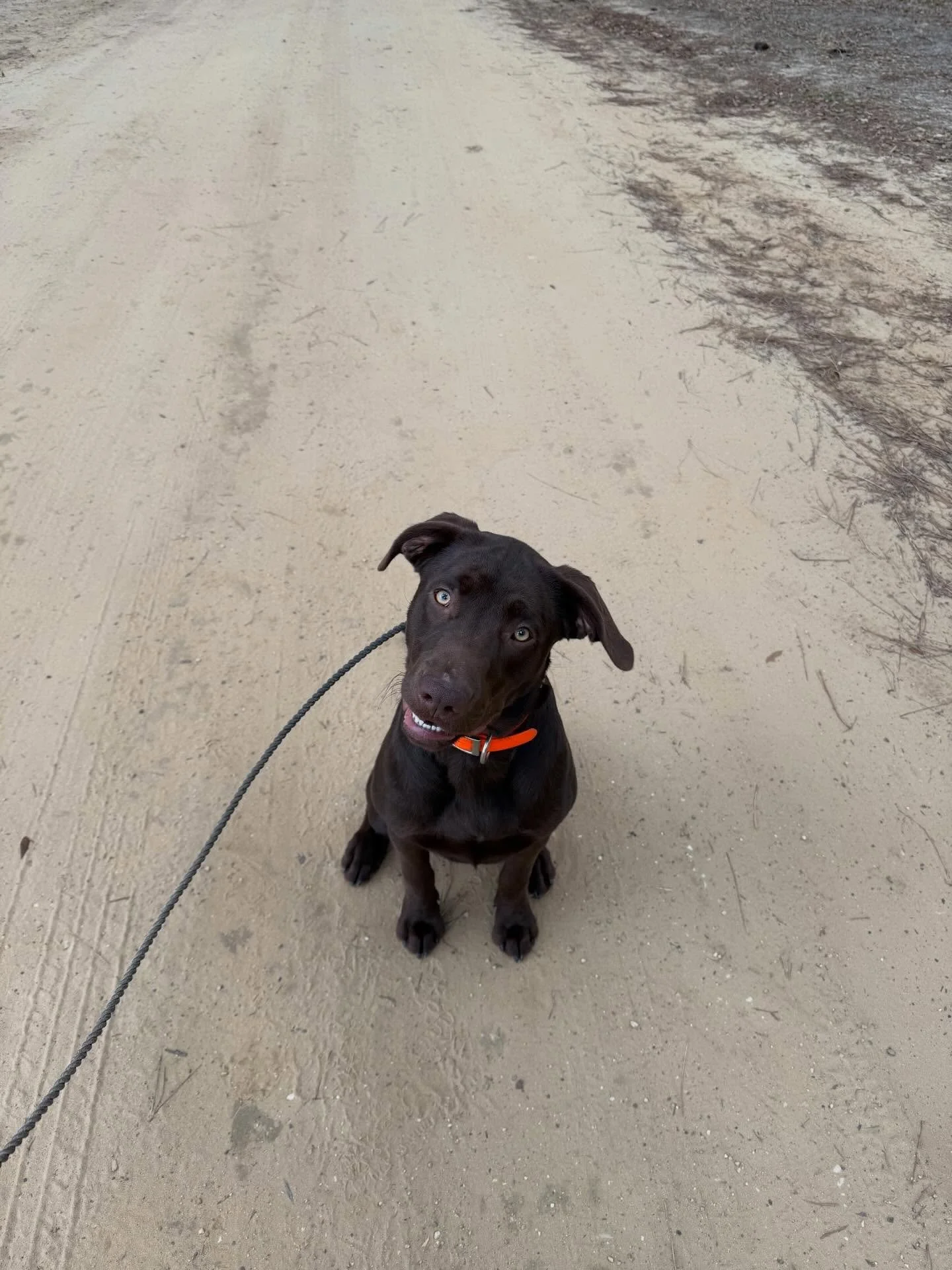 Hank! Handsome chocolate lab with a lot of potential and drive! In for obedience and gun dog training. #labrador #retriever #puppy #duck #dog
