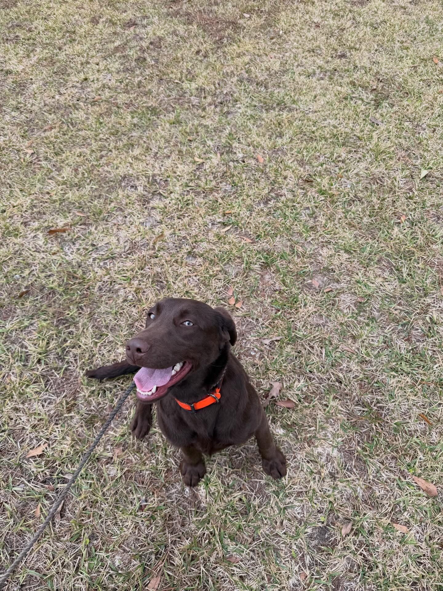 Buffy! A 7 month old Chocolate Lab in for obedience and gun dog training. She&rsquo;s a sweetheart! #labrador #chocolate #retriever #bird #dogsofinstagram