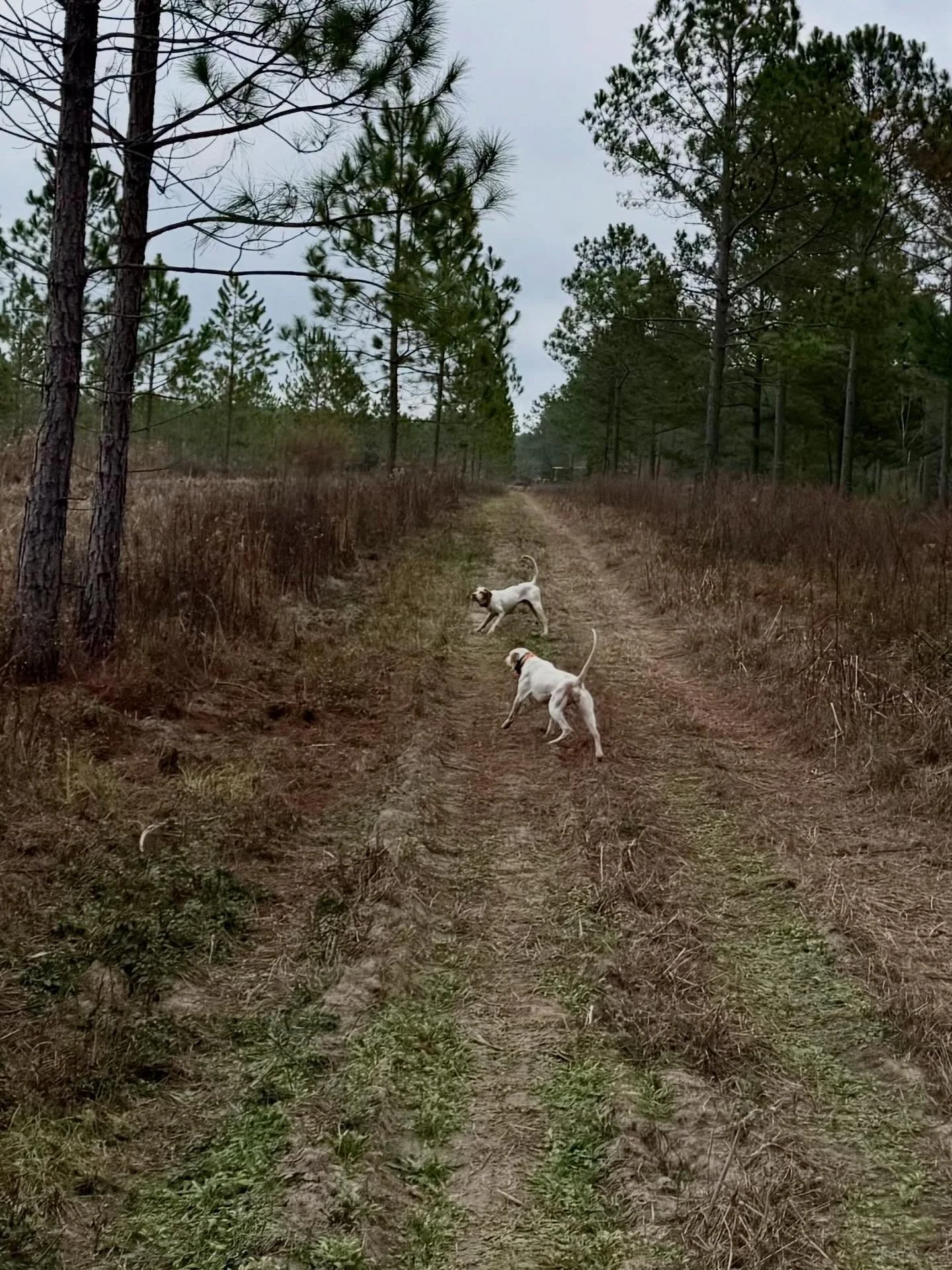 Start 2026 off right with a hunt @backwoodspreserve for a memorable day in the quail woods with family and friends! #quail #hunting #pointer #bird #dogs