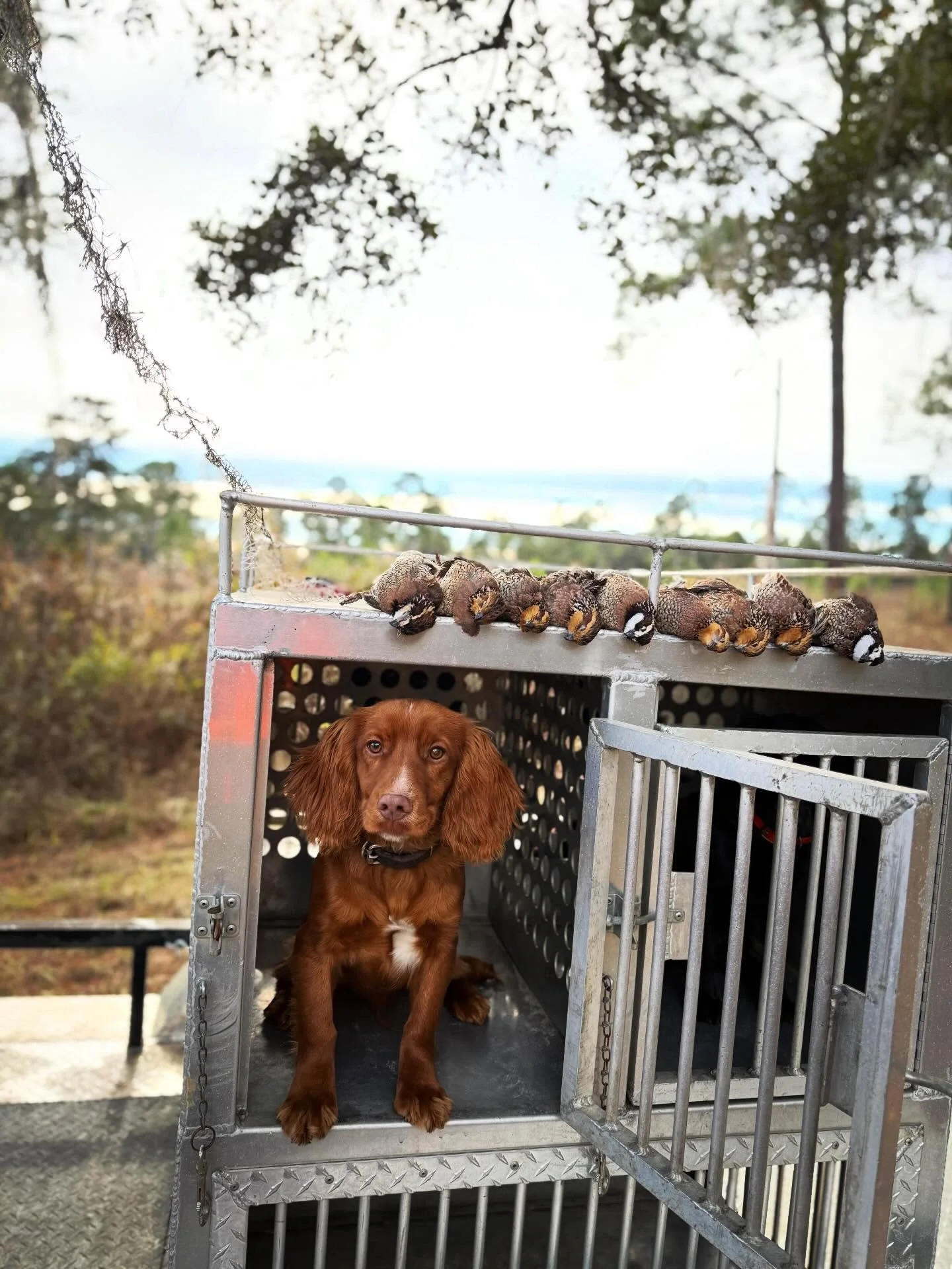 Birds and bird dogs! Doesn&rsquo;t get much better in my opinion! #englishcockerspaniel #puppy #quail #hunting #birddog
