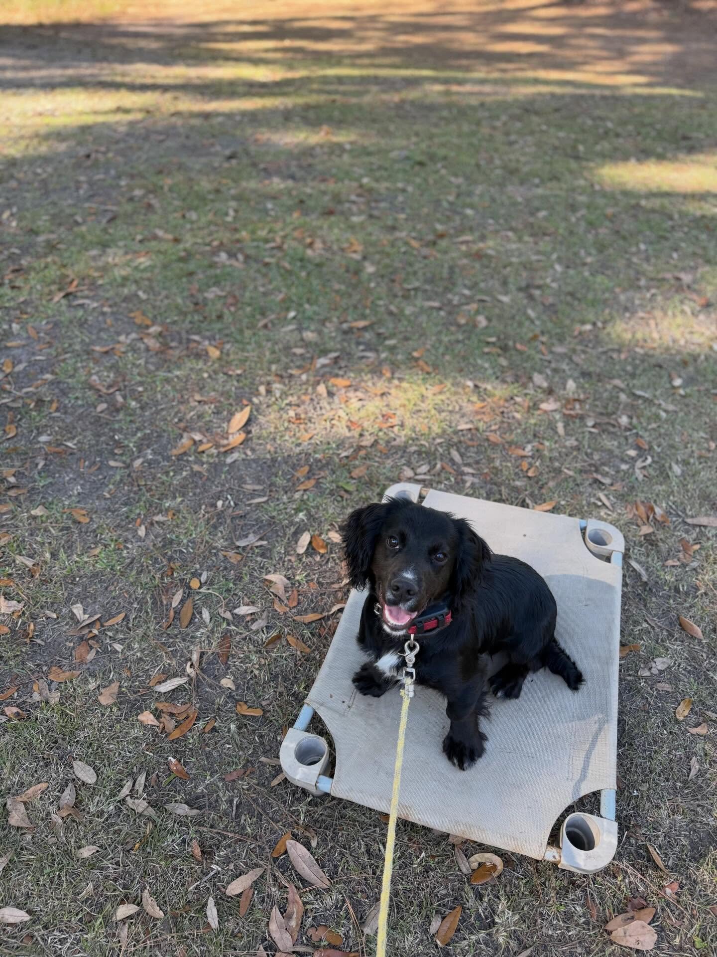5 month old started Field Bred English Cocker Spaniel, Jet! Basic obedience, whistle trained, land and water retrieving, flushing, not gun shy, well socialized. Parents proven in the field and home. All OFA &amp; DNA health testing passed by both par